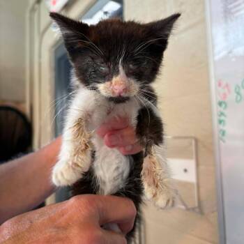 Nemo -  Domestic Short Hair Cat for Adoption in Huntington, West Virginia - Nemo | PetCurious