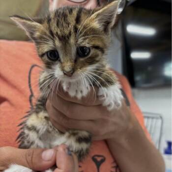 Kitzkat -  American Shorthair Cat for Adoption in Spring Hill, Kansas - Kitzkat | PetCurious