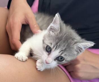 Astro -  Domestic Short Hair Cat for Adoption in Dixon, California - Astro | PetCurious