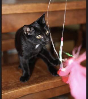 Initials Kitten: LB -  Domestic Short Hair Cat for Adoption - Initials Kitten: LB | PetCurious