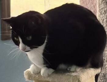 Tuxedo Cats Available for Adoption - JOSIE II | PetCurious