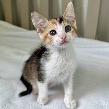 Domestic Short Hair Cats Available for Adoption in Austin, Texas - Tammy 7 | PetCurious