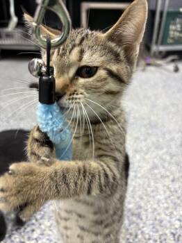 Jane -  Domestic Short Hair Cat for Adoption in Mishawaka, Indiana - Jane | PetCurious