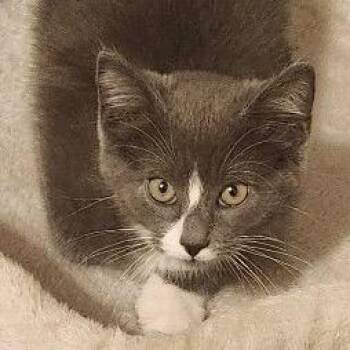 Zane -  Domestic Short Hair Cat for Adoption in Monroe, Michigan - Zane | PetCurious