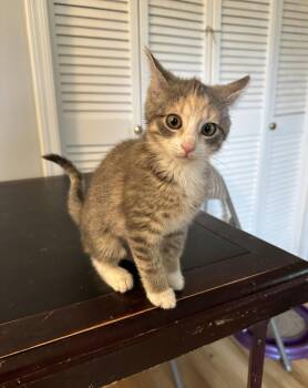 Caroni -  Domestic Short Hair Cat Available for Adoption in Trenton, New Jersey - Caroni | PetCurious