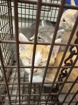 A825789 -  Domestic Short Hair Cat for Adoption in San Antonio, Texas - A825789 | PetCurious