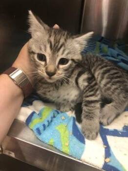 Stripes -  Domestic Short Hair Cat for Adoption in Hillsboro, Oregon - Stripes | PetCurious
