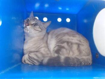 Domestic Short Hair Cats Available for Adoption in Orlando, Florida - LOKI | PetCurious