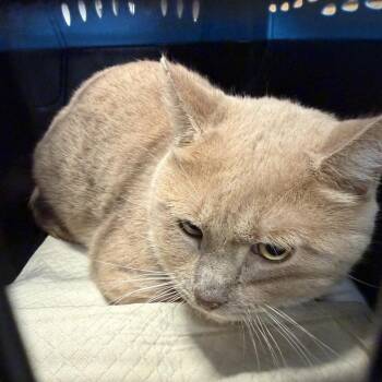Budha -  Domestic Short Hair Cat for Adoption in New York, New York - Budha | PetCurious