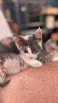 Judith -  Domestic Short Hair Cat for Adoption in Wheaton, Illinois - Judith | PetCurious