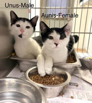 Unus -  Domestic Short Hair Cat for Adoption in Nacogdoches, Texas - Unus | PetCurious