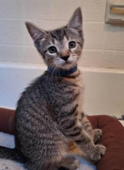 Rescue Domestic Short Hair Cats for Adoption in Baltimore, Maryland - Teagan (Sadies Babes Litter) | PetCurious