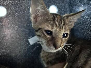 Forte -  Domestic Short Hair Cat for Adoption in New York, New York - Forte | PetCurious