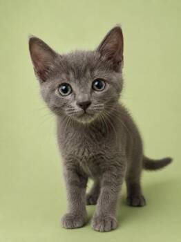 Lil Mewzi Vert 1262-26 -  Domestic Short Hair Cat for Adoption in Cumming, Georgia - Lil Mewzi Vert 1262-26 | PetCurious