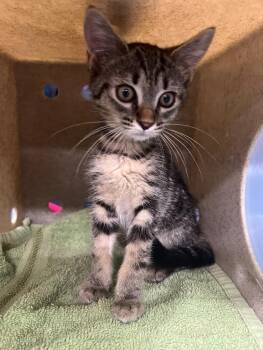 Domestic Short Hair Cats Available for Adoption - Jessie | PetCurious