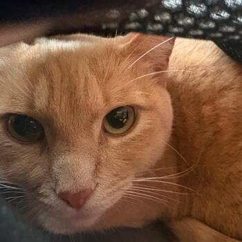 Jerry -  Domestic Short Hair Cat for Adoption in Goleta, California - Jerry | PetCurious