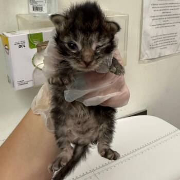 Squeemish -  Domestic Medium Hair Cat for Adoption in Charleston, West Virginia - Squeemish | PetCurious