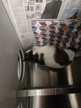 Snowshoe Cats Available for Adoption in Houston, Texas - LOUIE | PetCurious