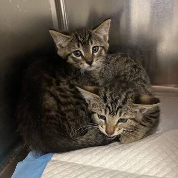 Domestic Short Hair Cats Available for Adoption in Westminster, California - Greek Food Items 1 | PetCurious