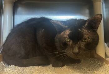 Rescue Domestic Short Hair Cats for Adoption in Fallston, Maryland - Suave | PetCurious