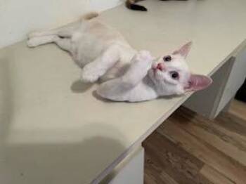 Rescue Domestic Short Hair Cats for Adoption in Naples, Florida - Finnegan | PetCurious