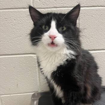 Treehouse -  Domestic Long Hair Cat for Adoption in Bristol, Indiana - Treehouse | PetCurious