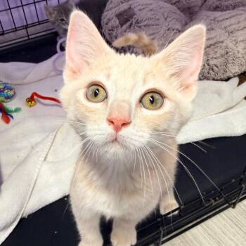 Fisher -  Domestic Short Hair Cat for Adoption in Redwood Valley, California - Fisher | PetCurious