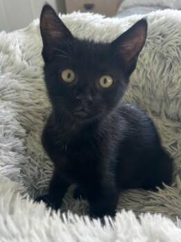 Stella -  Domestic Short Hair Cat for Adoption in Ogden, Utah - Stella | PetCurious