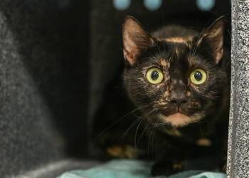 COUNTESS CHOCULA -  Domestic Short Hair Cat for Adoption in Colorado Springs, Colorado - COUNTESS CHOCULA | PetCurious