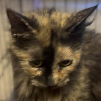 Domestic Medium Hair Cats Available for Adoption - Samantha | PetCurious