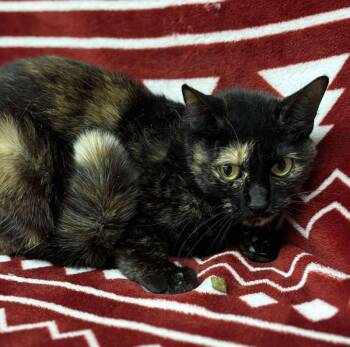 Domestic Short Hair Cats Available for Adoption - Bridig | PetCurious