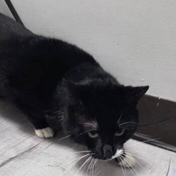 Domestic Short Hair Cats Available for Adoption - Zoro | PetCurious