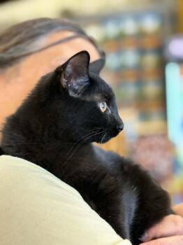 Johnny Cash (Debbie-fostered in TN) -  Domestic Short Hair and Tabby Cat for Adoption in Brighton, Tennessee - Johnny Cash (Debbie-fostered In TN) | PetCurious