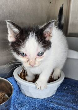 Rescue Domestic Short Hair Cats for Adoption in Portland, Indiana - Reggie | PetCurious