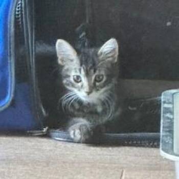 Moon Pie -  Domestic Long Hair Cat for Adoption in San Antonio, Texas - Moon Pie | PetCurious