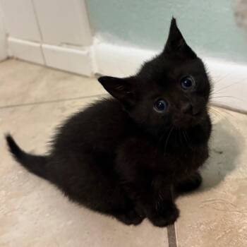 Snowshoe and American Shorthair Cats Available for Adoption in Miromar Lakes, Florida - Tahoma | PetCurious