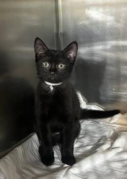 Sophie -  Domestic Short Hair Cat for Adoption in Annapolis, Maryland - Sophie | PetCurious