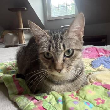 Birdie, your new best friend -  Domestic Short Hair Cat for Adoption in Stamford, Connecticut - Birdie, Your New Best Friend | PetCurious