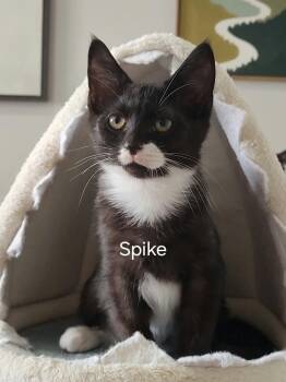 Spike -  Domestic Short Hair Cat for Adoption in Ephrata, Washington - Spike | PetCurious