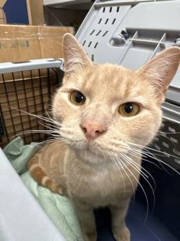 Rescue Domestic Short Hair Cats for Adoption in Pomona, New York - Frederick | PetCurious