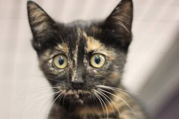 Rescue Domestic Short Hair Cats for Adoption in Rockford, Illinois - Jooney | PetCurious