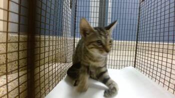 MINK -  Domestic Short Hair Cat for Adoption in Doral, Florida - MINK | PetCurious