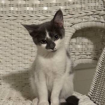 Brie -  Domestic Short Hair Cat for Adoption in Pittsboro, North Carolina - Brie | PetCurious