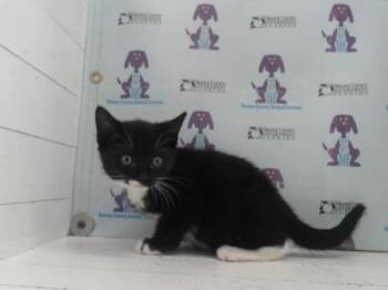 Rescue Domestic Short Hair Cats for Adoption in Orlando, Florida - PHOENIX | PetCurious