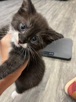 Abyssinian Cats Available for Adoption in Dyersburg, Tennessee - Sumo | PetCurious