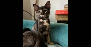 Tomato -  Domestic Short Hair Cat for Adoption in Groveland, Massachusetts - Tomato | PetCurious