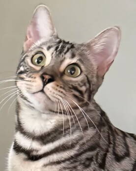 Rescue Bengal Cats for Adoption in Phoenix, Arizona - Annie | PetCurious