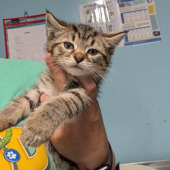 Misty -  Domestic Medium Hair Cat for Adoption in Jefferson City, Tennessee - Misty | PetCurious