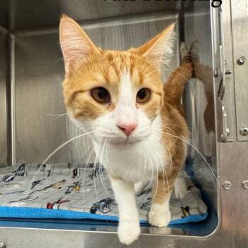 Van Helsing -  Domestic Short Hair Cat for Adoption in Buffalo, Minnesota - Van Helsing | PetCurious