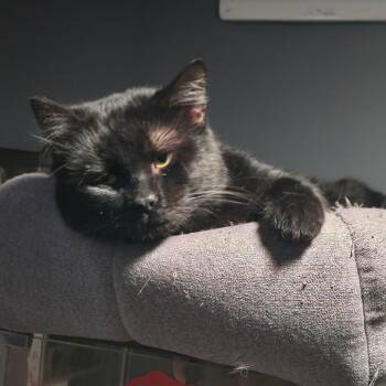 Rescue Domestic Short Hair Cats for Adoption in Kansas City, Missouri - Barney | PetCurious